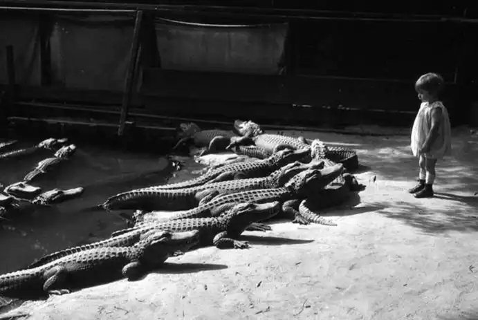 Как пятилетняя девочка упала в террариум к крокодилам и смогла выжить