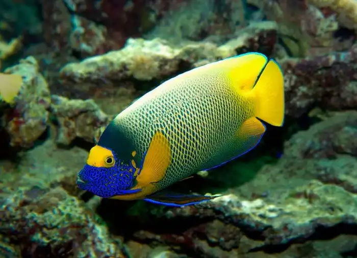 Даже рыбы умеют считать. Как они это делают?