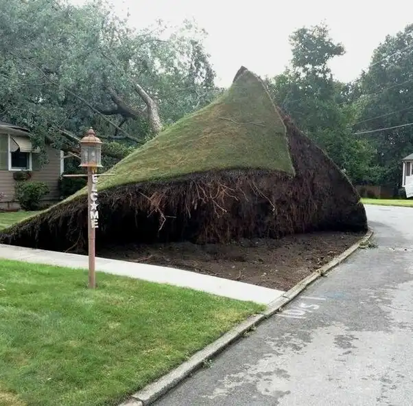 Дерево упало, затянув лужайку. Почему деревья не любят газон