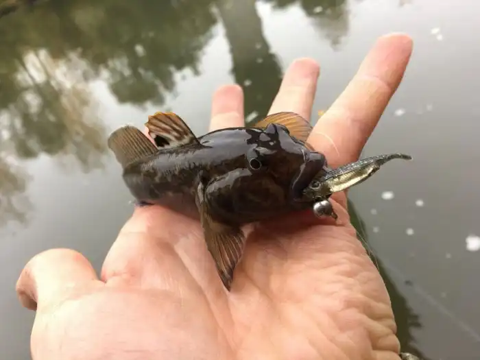 Бычок-кругляк: Рыба со смешным названием грозится уничтожить аквафауну Великих озёр и потравить человеков. Что с ней не так?