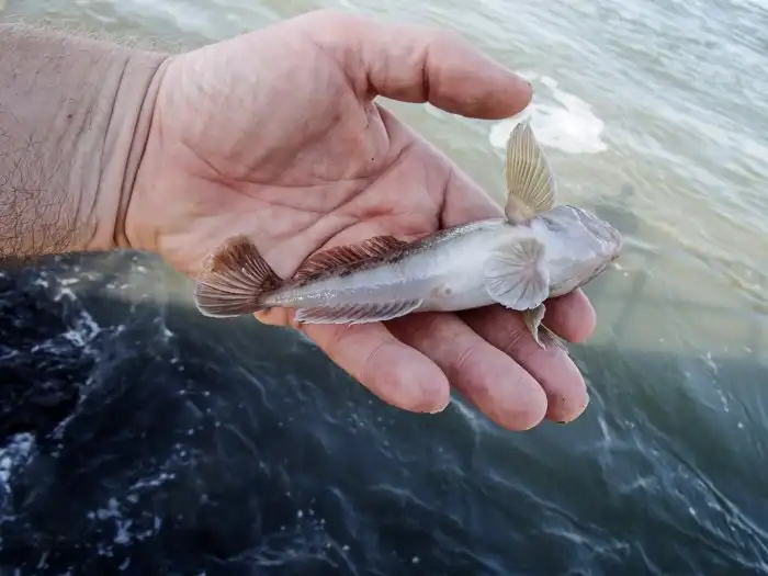 Бычок-кругляк: Рыба со смешным названием грозится уничтожить аквафауну Великих озёр и потравить человеков. Что с ней не так?