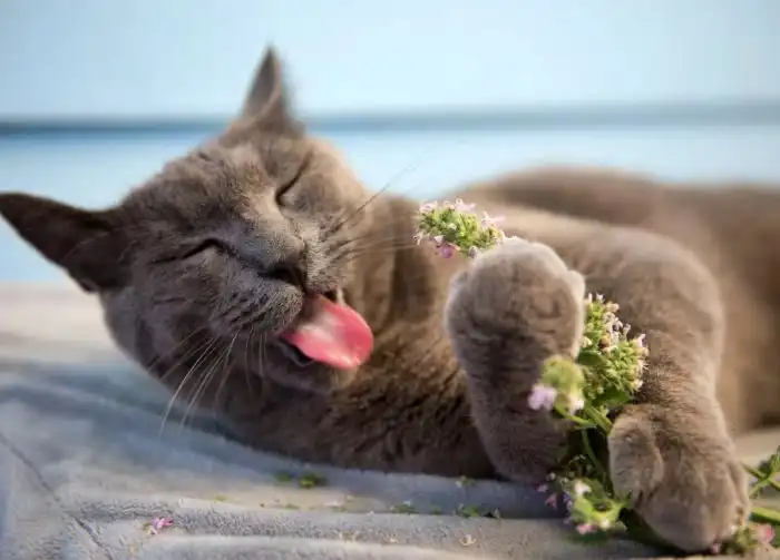 Почему кошки любят кошачью мяту?