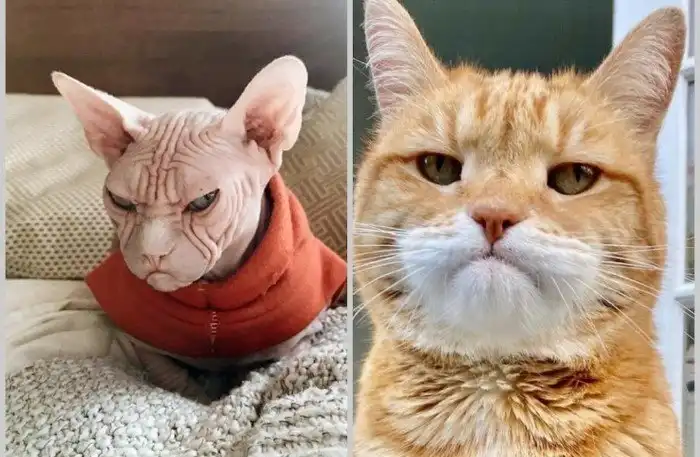 15 кошек, которые ежедневно осуждают ваш выбор