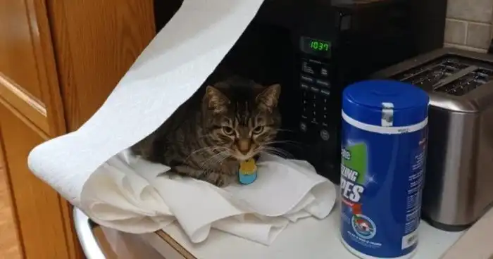 17 фотографий наглых котов, чьё первое имя — пакость