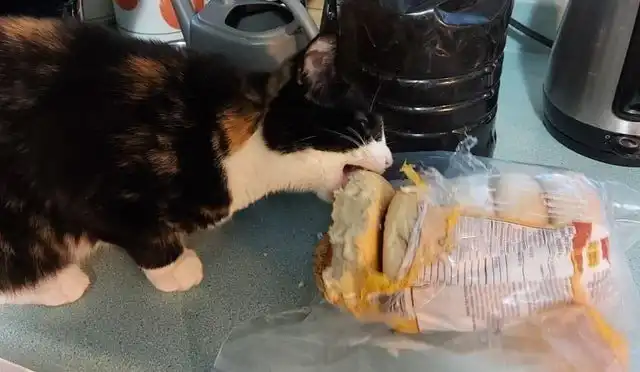 17 фотографий наглых котов, чьё первое имя — пакость