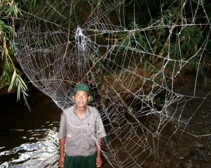 Паутины из зигзагов, огромные конусы и гамаки. Зачем паукам так много видов ловчих сетей?