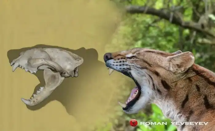 Проаилурус: Возможно, самая первая кошка в истории Земли! Жил на деревьях, охотился на грызунов и боялся собакомедведей