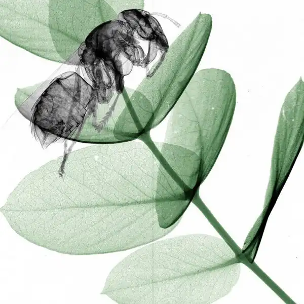 Крутые снимки растений и животных в рентгеновском излучении