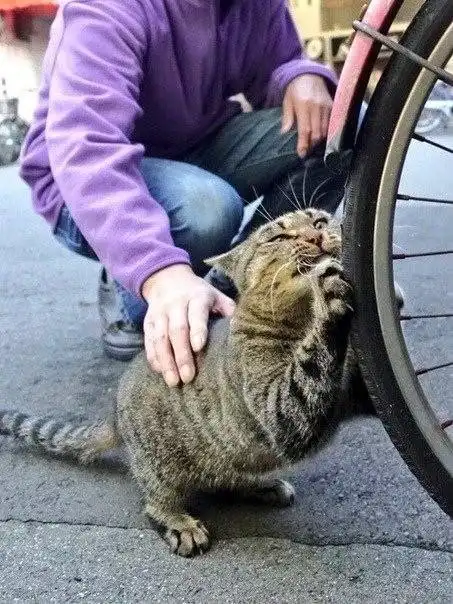 Без кота и жизнь не та