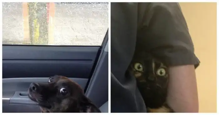 20 забавных питомцев, которые поняли, что их ждёт ветеринар