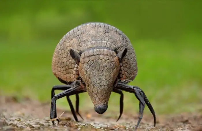 Гибриды в дикой природе: Какие новые виды образуются прямо на наших глазах?