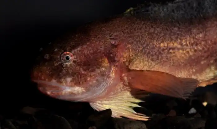Пестролистный морской слизень: Рыба, которая несколько раз удивила учёных. Рекордсмен по выработке антифриза в организме среди всех животных