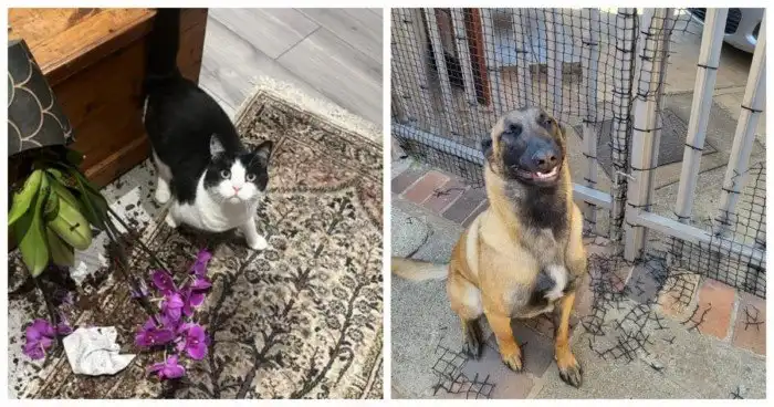 20 репортажей из рубрики "тайная жизнь домашних животных"