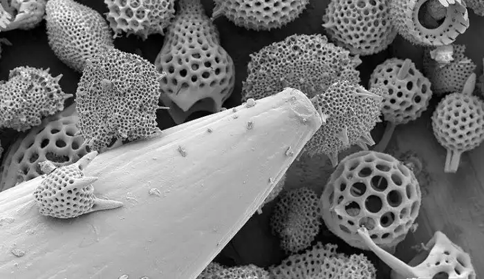 Радиолярии: Одноклеточные со скелетом внутри. Невероятные формы и огромное влияние на горные породы