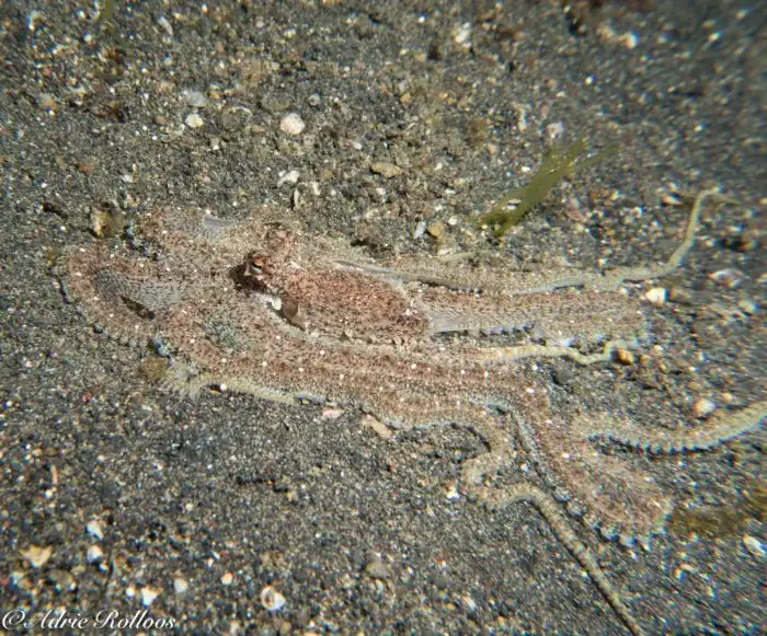 Мимикрирующий осьминог: Легендарный актёр. Имитирует около 15 видов морских животных, подбирая стратегию для охоты и защиты