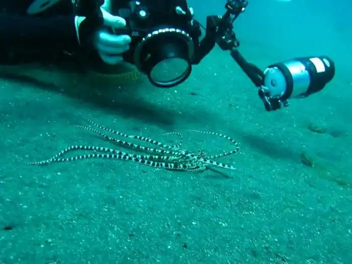 Мимикрирующий осьминог: Легендарный актёр. Имитирует около 15 видов морских животных, подбирая стратегию для охоты и защиты