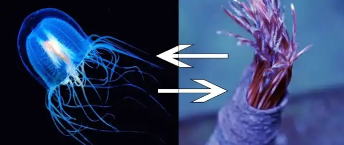 Как размножаются одни из самых древних живых существ, до сих пор обитающие на нашей планете