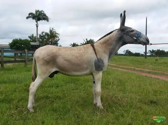 Пега: Удивительная порода ишаков из Бразилии — сила осла, внешность роскошного коня. Их союз с лошадью порождает лучших мулов