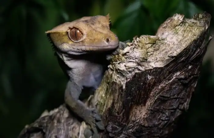 Реснитчатый бананоед: Нежная ящерка, для которой опасны даже муравьи. Один из популярных видов домашних рептилий на воле вымирает