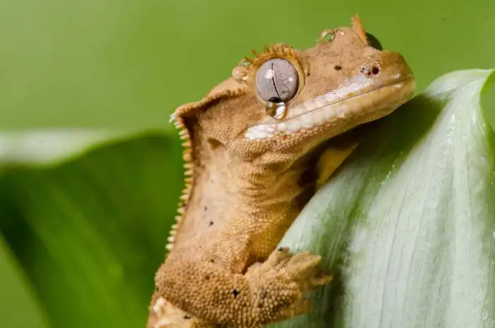 Реснитчатый бананоед: Нежная ящерка, для которой опасны даже муравьи. Один из популярных видов домашних рептилий на воле вымирает