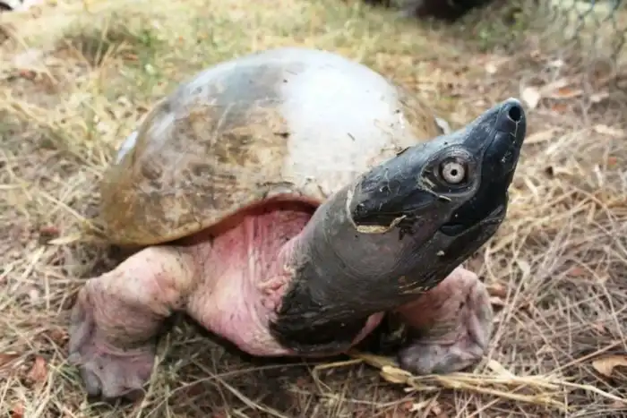 Батагур: Одна из редчайших в мире черепах. Смешные розовые самцы и жизнь в мутных реках Азии