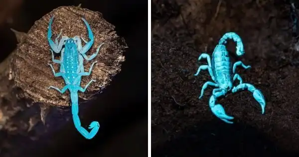 Подборка удивительных и светящихся животных