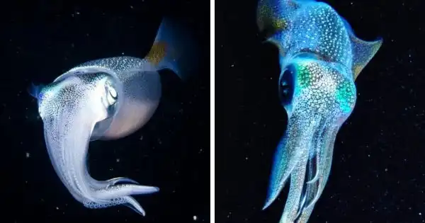 Подборка удивительных и светящихся животных