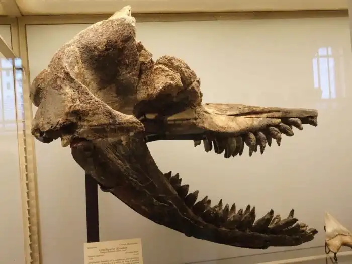 Акрофизитёр: Жуткий кашалот с «улыбкой Джокера». Стай этих охотников мог бояться даже мегалодон