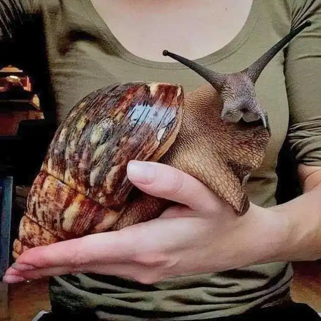 Раковина размером с кулак. 10 интересных фактов про гигантскую ахатину