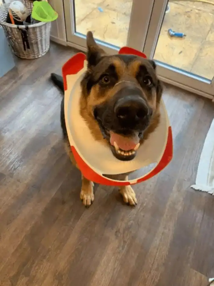 Смешные фото собак, которые пытались быть хорошими