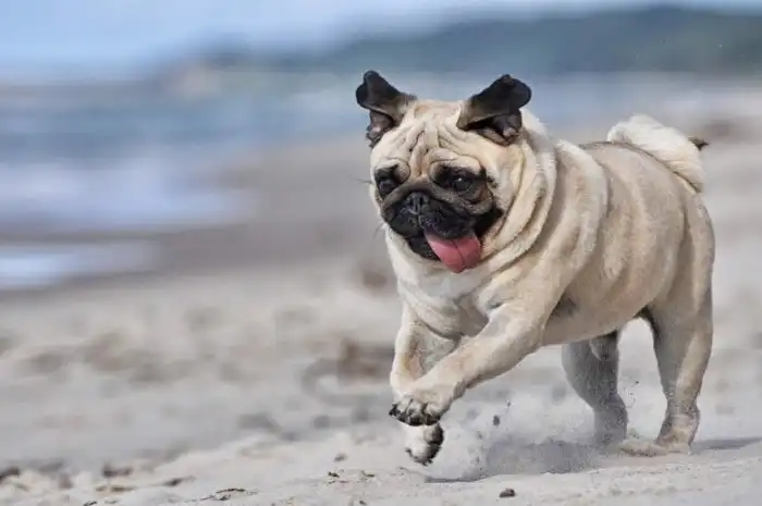 Мопс: Всё равно что завести себе старого деда! Но почему же мопсов так любят?