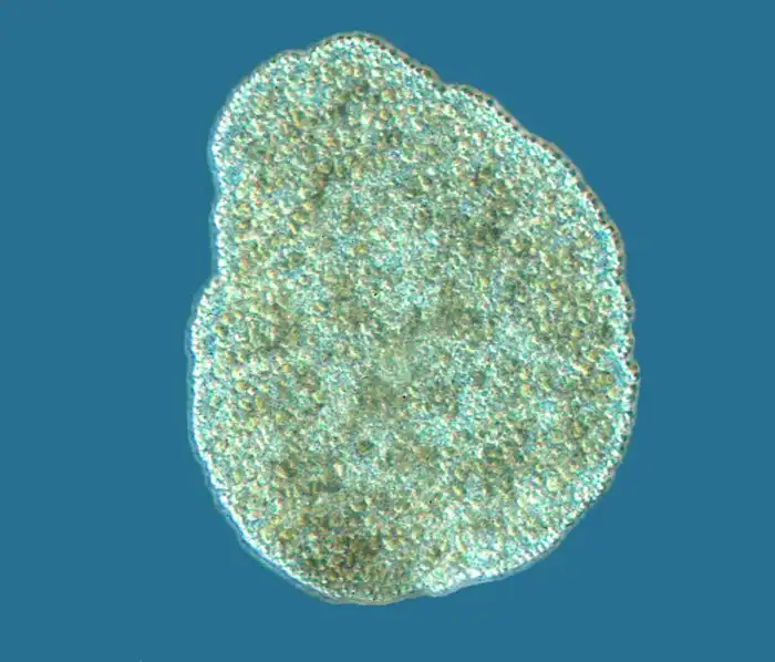 Гениальное просто! 10 фактов про трихоплакса - живой полоске, которая умеет ползать и пугать хищников