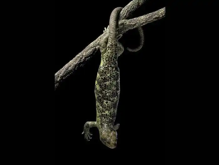 Цепкохвостый сцинк: Живорождение, крепкие семьи и забота о детях. Почти человеческая любовь у грозных ящериц