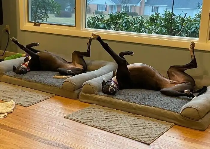 Сбой в матрице: 20+ забавных совпадений в мире животных