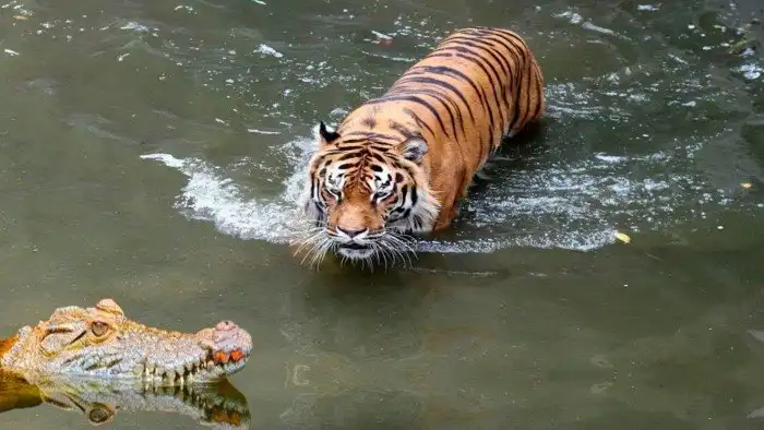 Охотники на тигров. Три хищника, которые способны съесть тигра