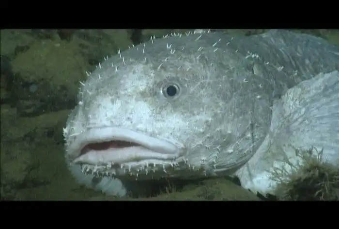 Первый парень на деревне. 5 интересных фактов про рыбу-каплю