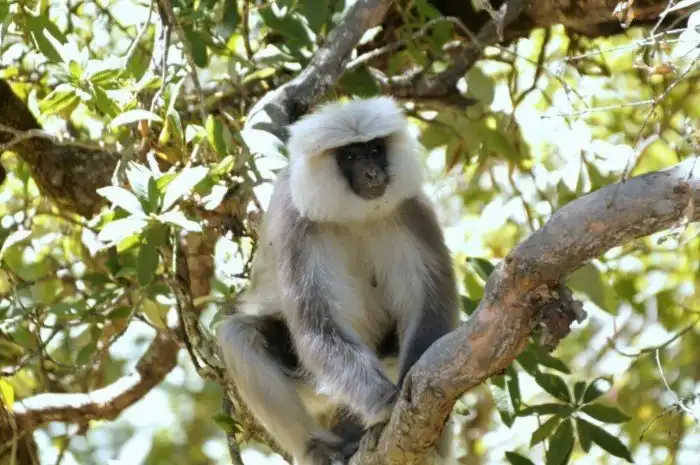 Удивительная фауна: животные, способные удивить своей чудной внешностью или умениями
