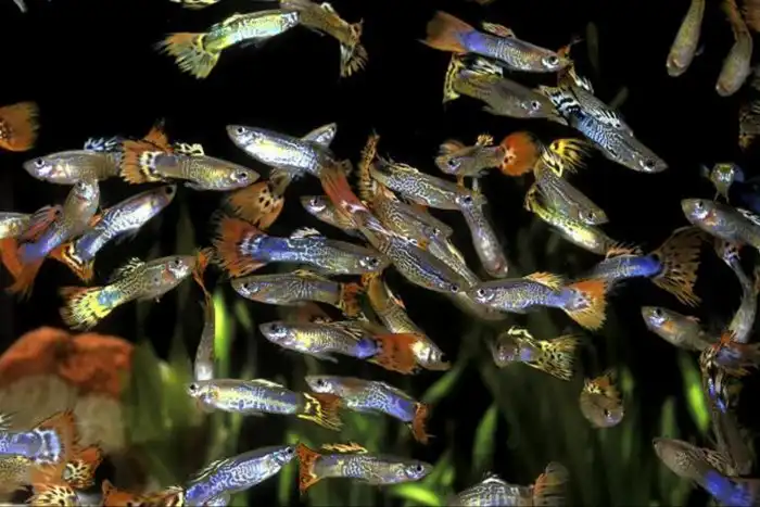 Гуппи: Их самки предпочитают самцов с самым редким окрасом, отчего внешность популяции изменяется каждое поколение!