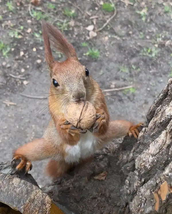 Подборка забавных и очень фотогеничных белок