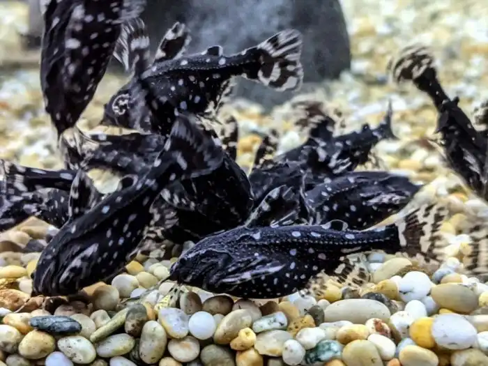 Пятнистый сом агамикс: Рыба, которая умеет «разговаривать». Она орёт на своих противников, а с сородичами общается барабанным боем