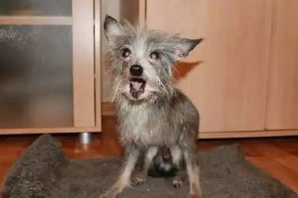 Московский дракон: Породистые дворняжки. Новая отечественная порода, которая вызвала большую шумиху среди кинологов