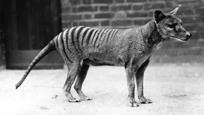 Тасманский волк. Как он выглядел и почему ученые хотят вернуть его к жизни в ближайшие несколько лет
