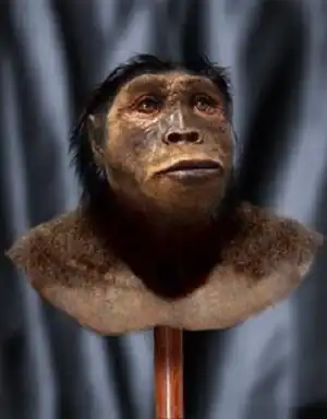 Предчеловек неразумный. 3 вида гоминид, которые жили до австралопитека