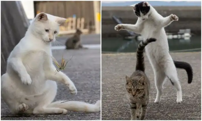 Японские бездомные кошки в объективе фотографа