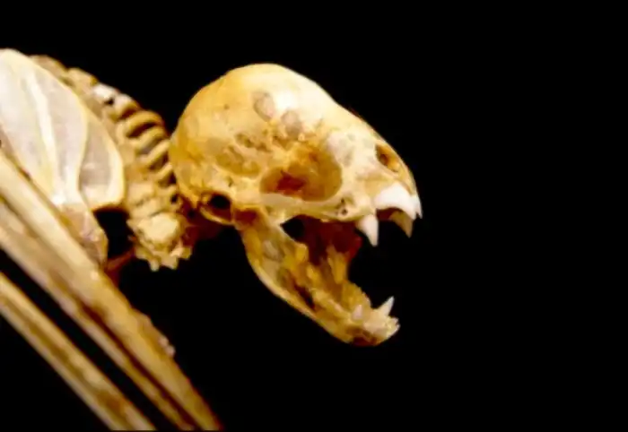 Самый агрессивный зверь на планете (из симпатичных)