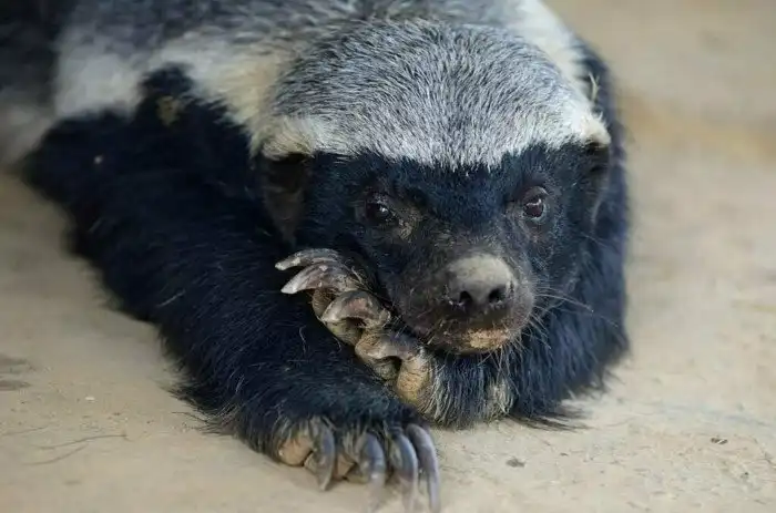 Самый агрессивный зверь на планете (из симпатичных)