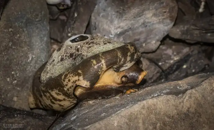 Моллюск, в жилах которого течёт лекарство от рака. 1 литр его крови стоит 100 тысяч долларов!