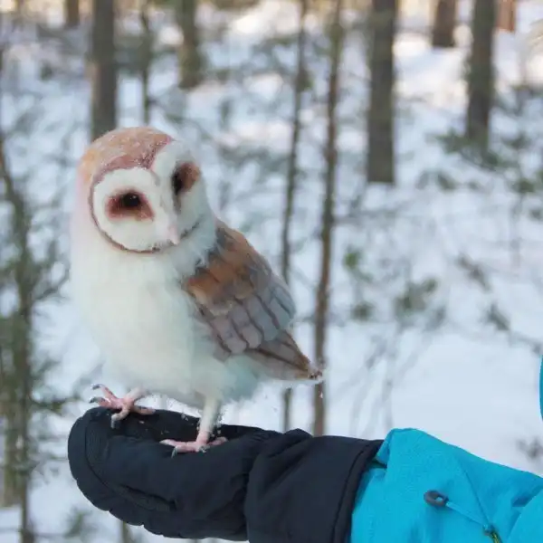 Красивые рукотворные изделия, которые были выполнены в виде животных