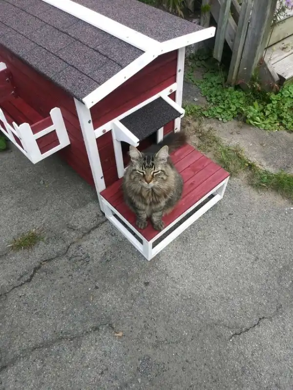 Интересные приспособления для заботы о питомцах