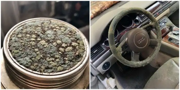 Люди делятся в интернете плесенью, которую обнаружили или вырастили